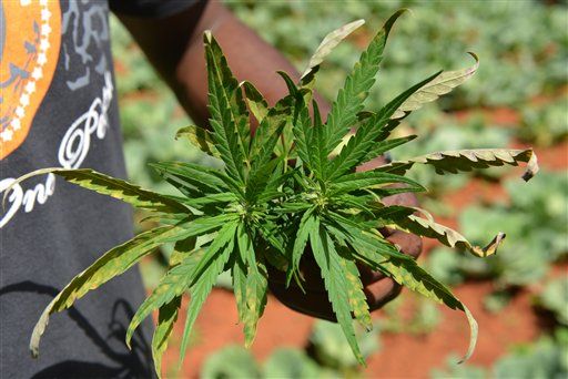 Jamaica Launches First Medical Ganja Firm