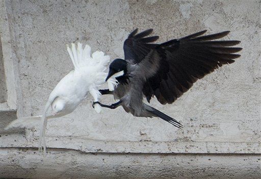 Pope's 'Peace Doves' Immediately Attacked