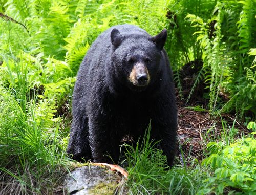 81-Year-Old Jailed for Excessive Bear-Feeding