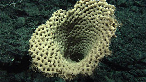 Ancestor of All Animals: the Sponge?