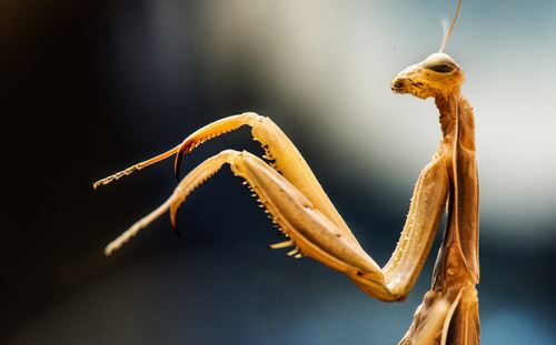 Newly Found Praying Mantis Is a 'Vicious' Hunter