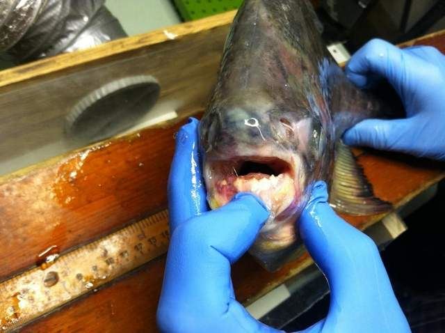 Piranha-Like 'Testicle Biter' Caught in Michigan
