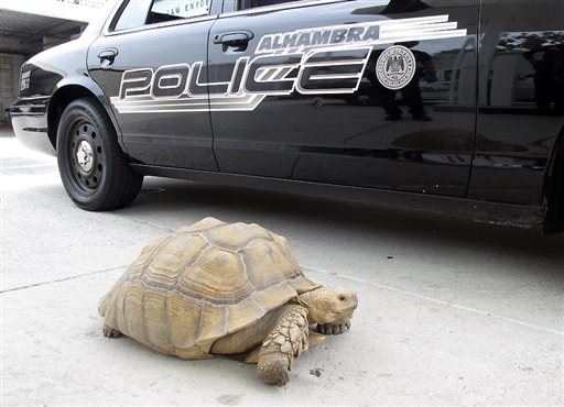 Cops 'Arrest' Huge Tortoise in California