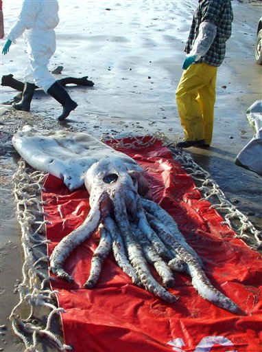 Scientists Thaw Colossal Squid for Probe