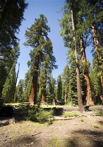 If Drought Continues, Giant Sequoias Could Disappear
