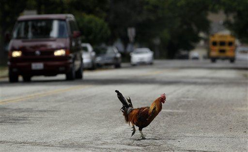 Chicken Crosses Road, Portland Guy Calls Cops