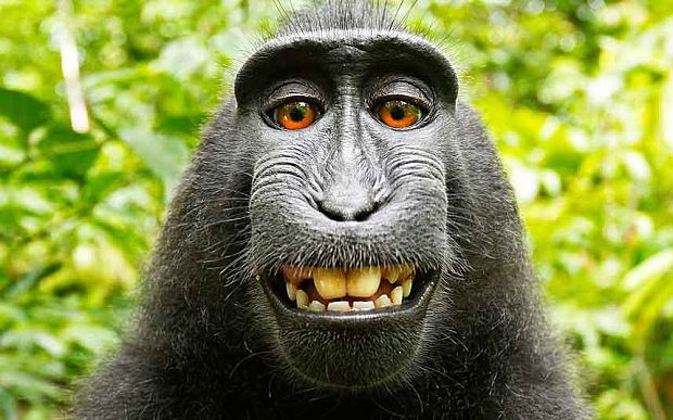 Monkeys, Ghosts Can't Hold Copyright: Regulator