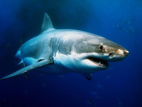 Australia to End Shark Cull Program