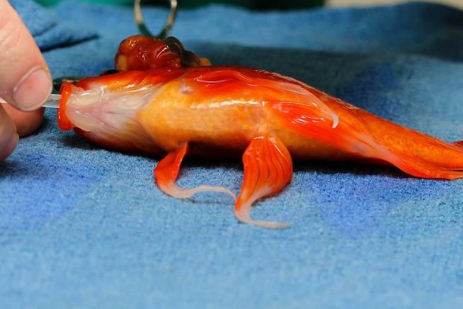 10-Year-Old Goldfish Undergoes Brain Surgery