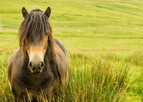 Group Trying to Save Ponies Recommends ... Eating Them