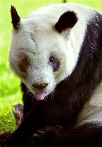 Japan's Oldest Giant Panda Dies