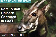 Endangered Species: Rare Saola, or 'Asian Unicorn,' Dies After Being Captured in Laos