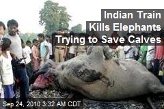 Indian Train Kills Elephants Trying to Save Calves
