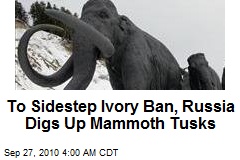 Mammoth Tusks Tickling Ivory Appetite