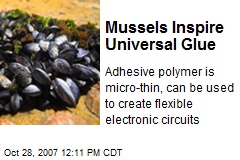 Mussels Inspire Universal Glue