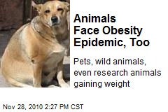 Animals Face Obesity Epidemic, Too