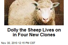 Dolly the Sheep Lives on in Four New Clones