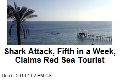 Shark Attack, Fifth in a Week, Claims Red Sea Tourist