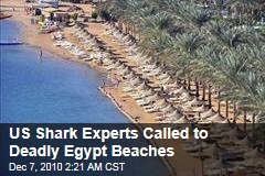 US Shark Experts Called to Deadly Egypt Beaches