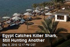 Egypt Catches Killer Shark, Still Hunting Another