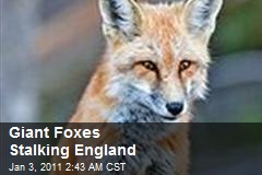 Giant Foxes Stalking England