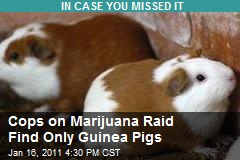 Cops on Marijuana Raid Find Only Guinea Pigs