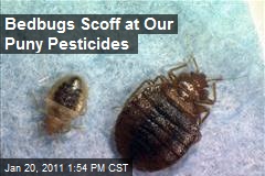 Bedbugs Scoff at Our Puny Pesticides
