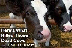 Here's What Killed Those 200 Dead Cows in Wisconsin