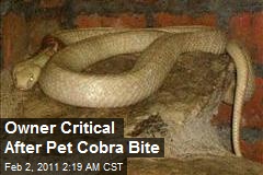 Owner Critical After Pet Cobra Bite
