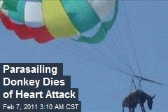 Parasailing Donkey Dies of Heart Attack