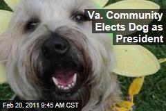 Annandale, Va., Elects Wheaten Terrier Beatha Lee President of Neighborhood Board