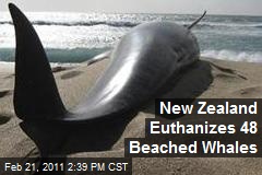 New Zealand Euthanizes 48 Beached Whales