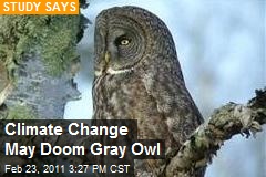 Climate Change May Doom Gray Owl