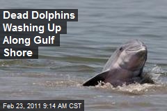 Dead Dolphins Washing Up Along Gulf Shore