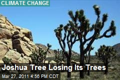 Joshua Tree Losing Its Trees
