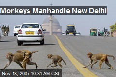 Monkeys Manhandle New Delhi