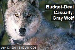 Budget-Deal Casualty: Gray Wolf
