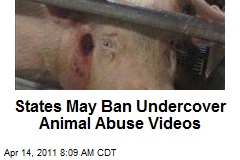 States May Ban Undercover Animal Abuse Videos