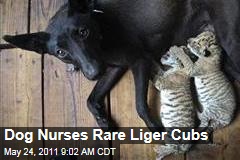 Dog Nurses Rare Liger Cubs in China Zoo