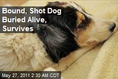 Bound, Shot Dog Buried Alive, Survives