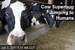 Cow &#39;Superbug&#39; Jumping to Humans