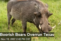 Boorish Boars Overrun Texas