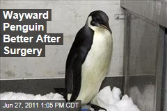 Lost New Zealand Emperor Penguin: Happy Feet Improves After Surgery