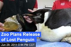 Zoo Plans Release of Lost Penguin