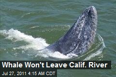 Whale Won&#39;t Leave Calif. River