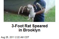 3-Foot Rat Speared in Brooklyn