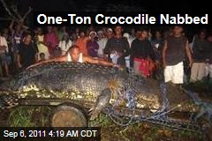 One Ton Crocodile Nabbed