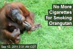 Smoking Orangutan Going Cold Turkey