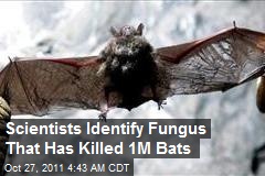 Scientists Identify Fungus That Has Killed 1M Bats