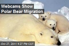 Webcams Show Polar Bear Migration